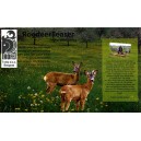 Atrap srne i srndaća - maketa